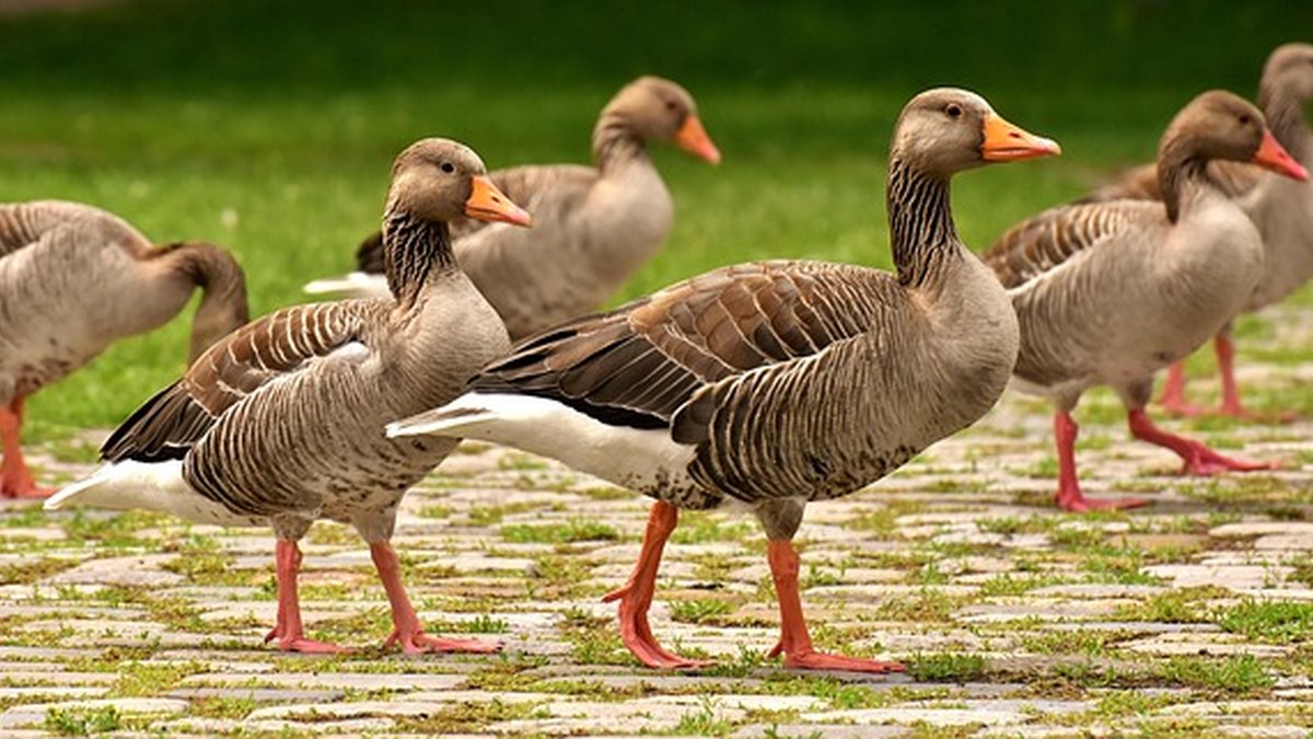 Accountability groups vs productivity coaches: which to pick