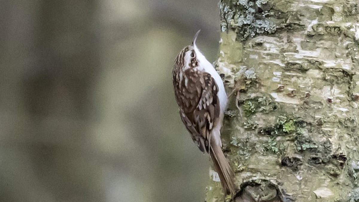 Beginner calisthenics for women in small spaces — 15 min