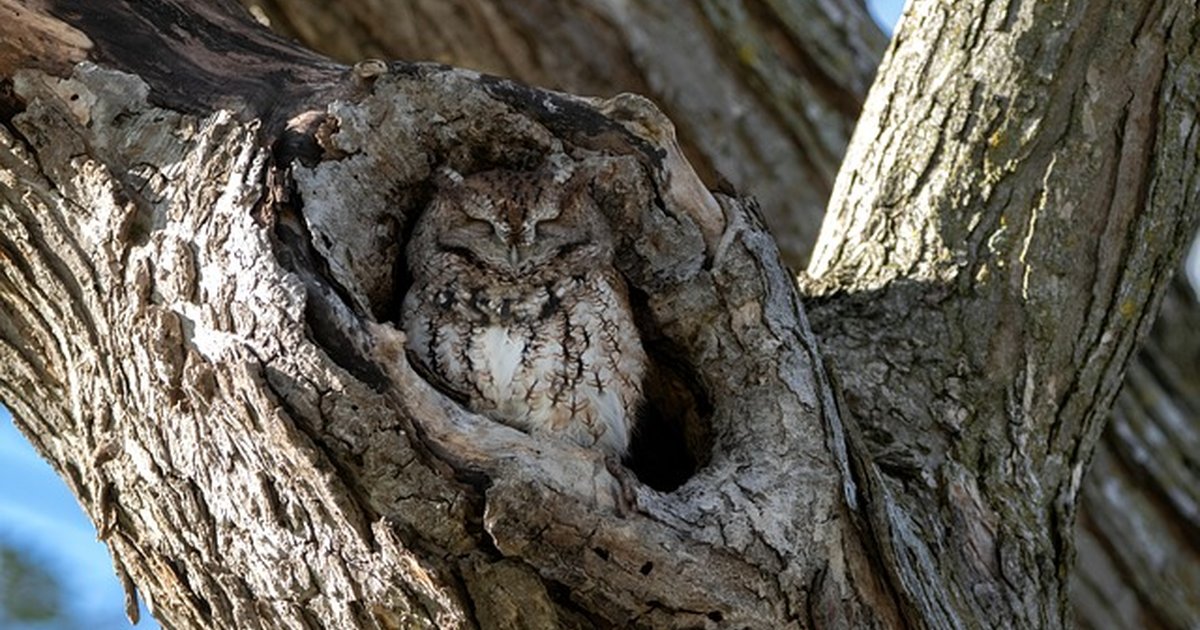 Biohacking sleep supplements vs melatonin: choose wisely