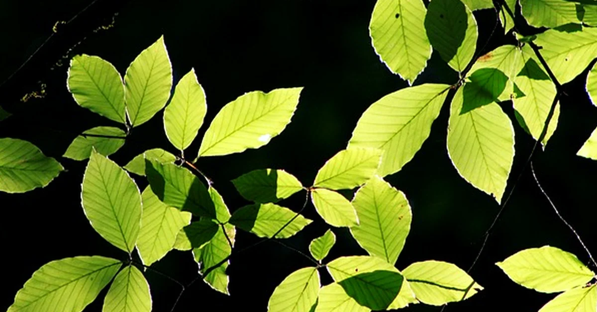 Can You Reverse Aging? A Practical Longevity Guide