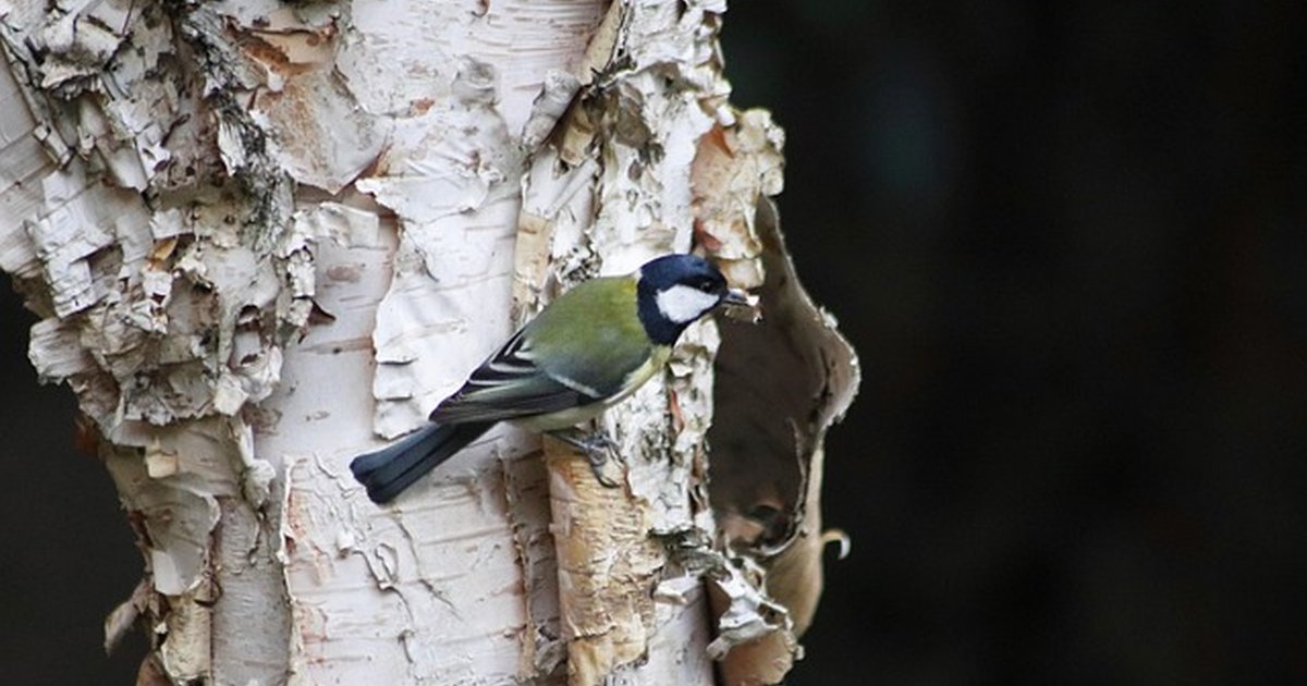 Cognitive-enhancing foods for high-performers: actionable