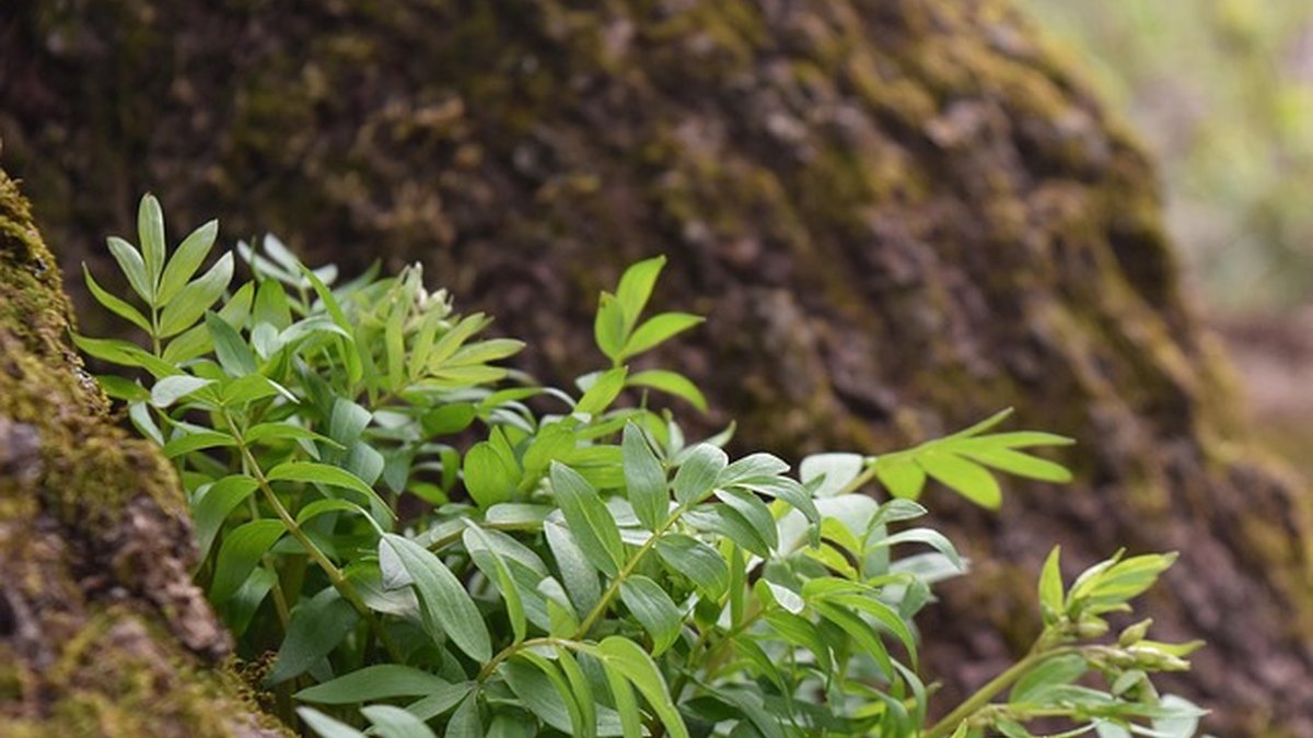 Growth mindset for product managers: boost team impact