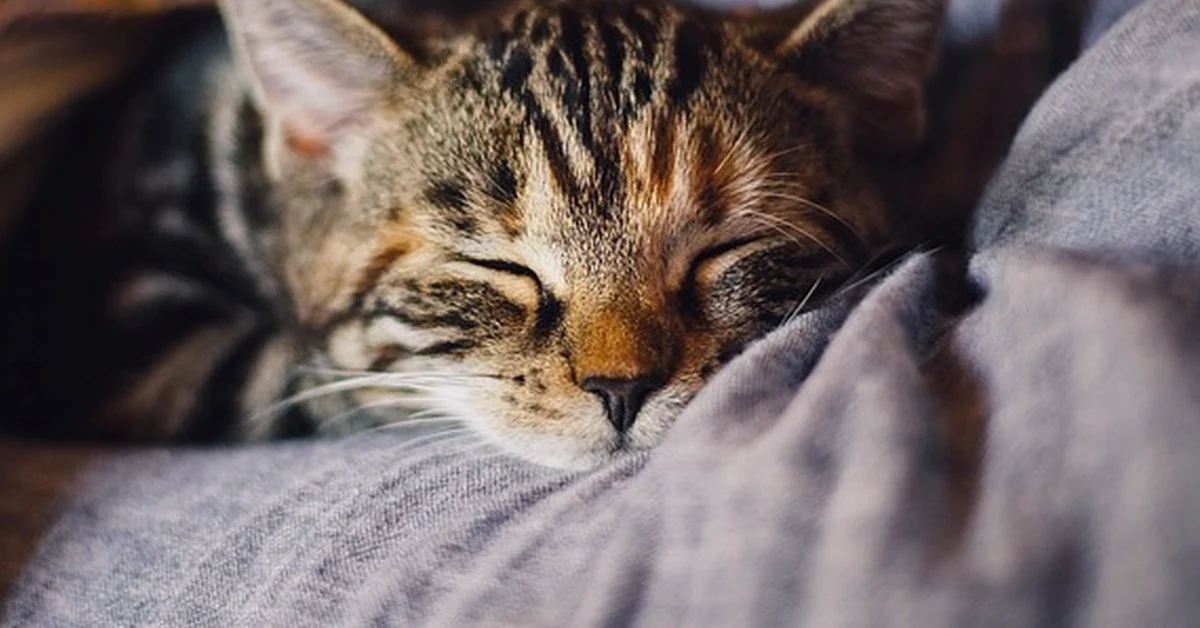 Switching Back to Days Worsens Shift-Worker Sleep
