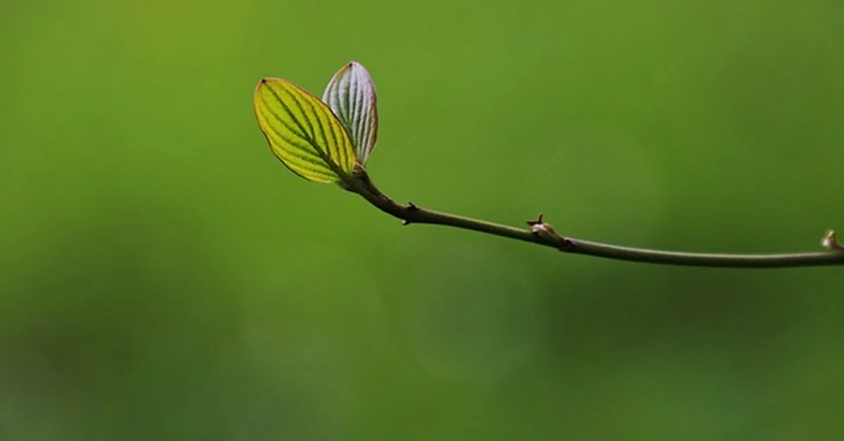 The Growth Mindset Mistake Leaders Make With Praise